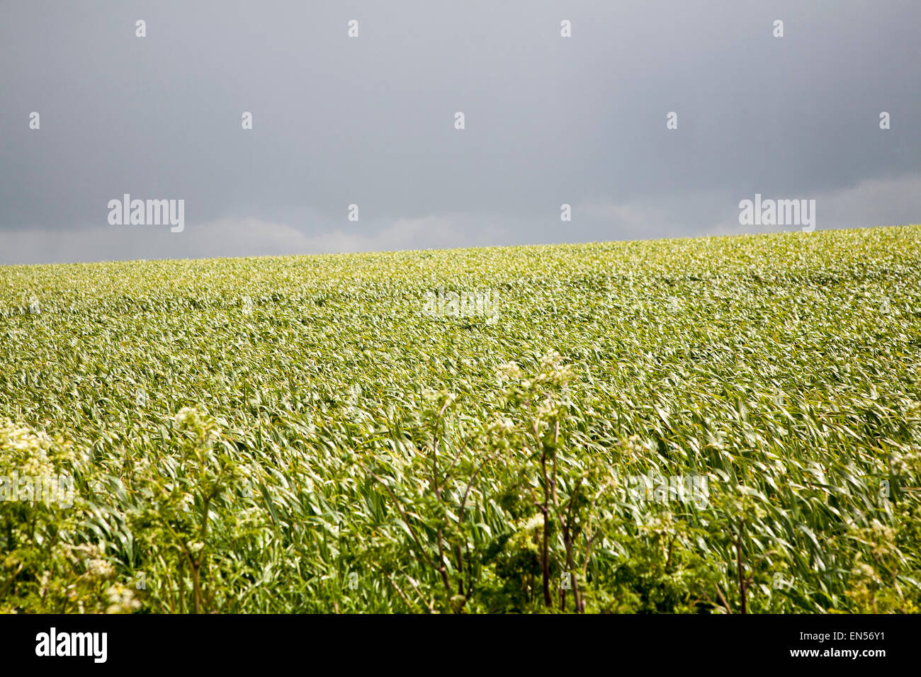 Grey sky summer farming landscape on the Marlborough Downs, near Beckhampton, Wiltshire, England Stock Photo