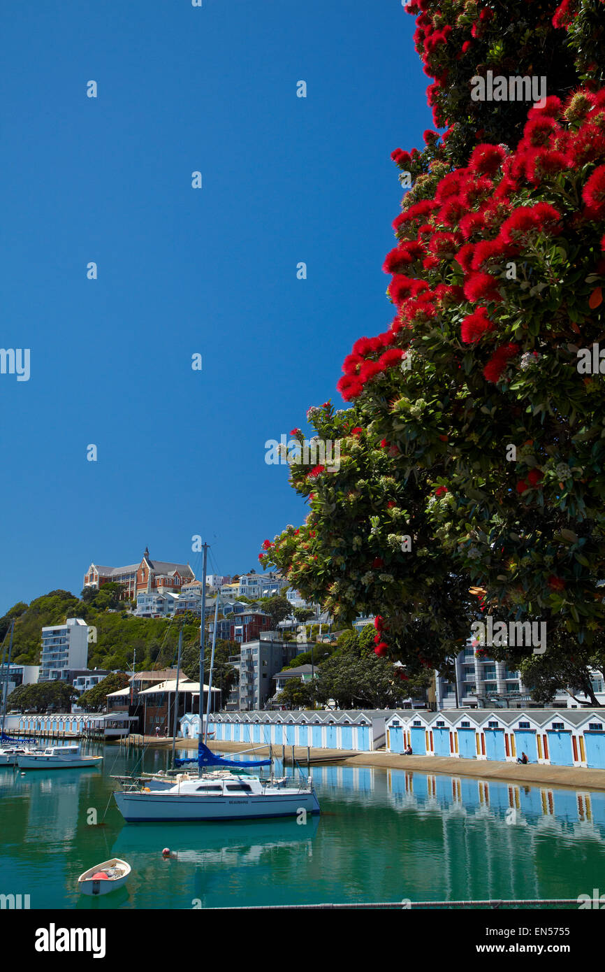 Pohutukawa tree in flower and Boatsheds, Clyde Quay Marina, Wellington