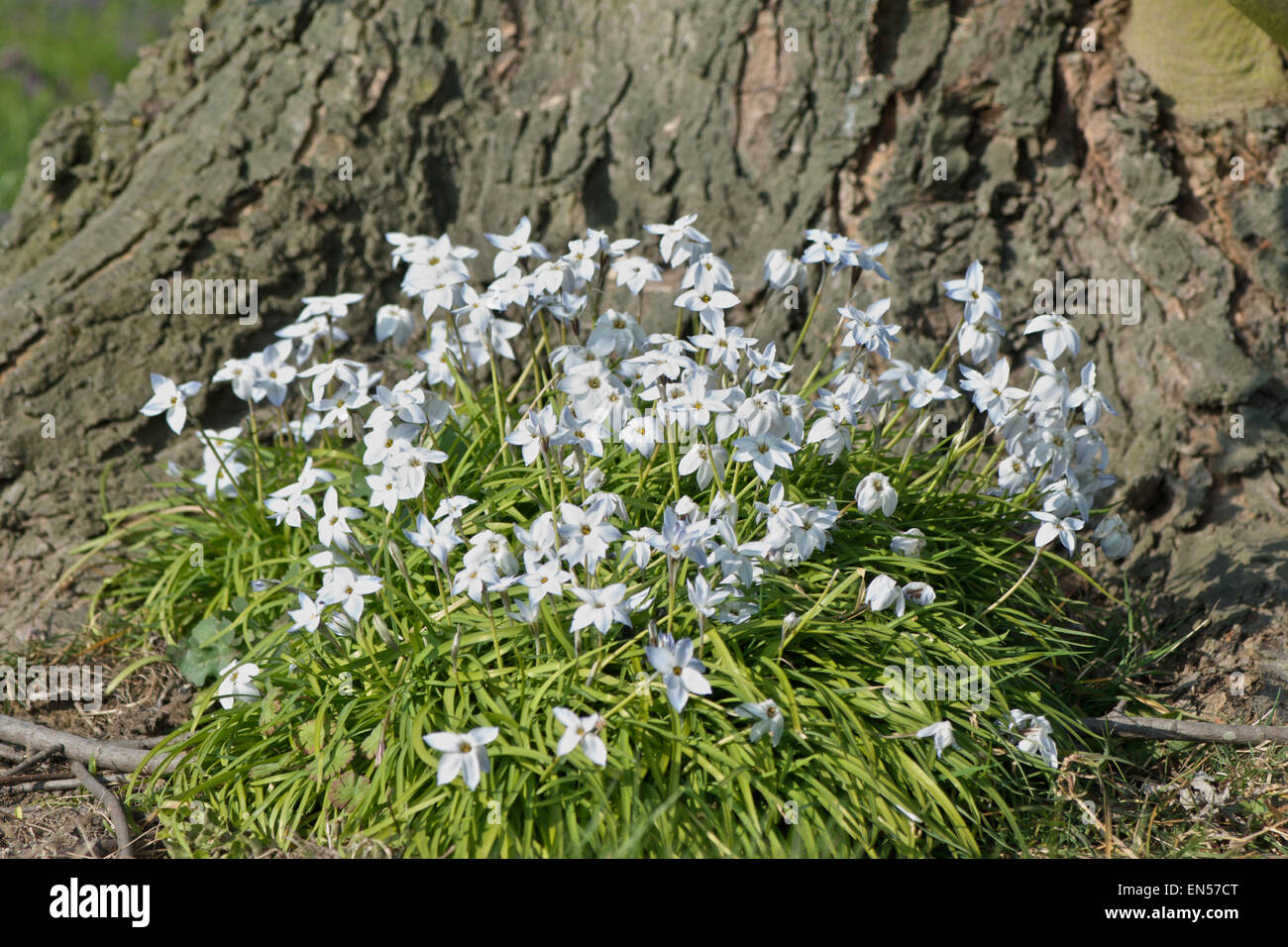 Ipheion uniflorum - spring white flowers Stock Photo