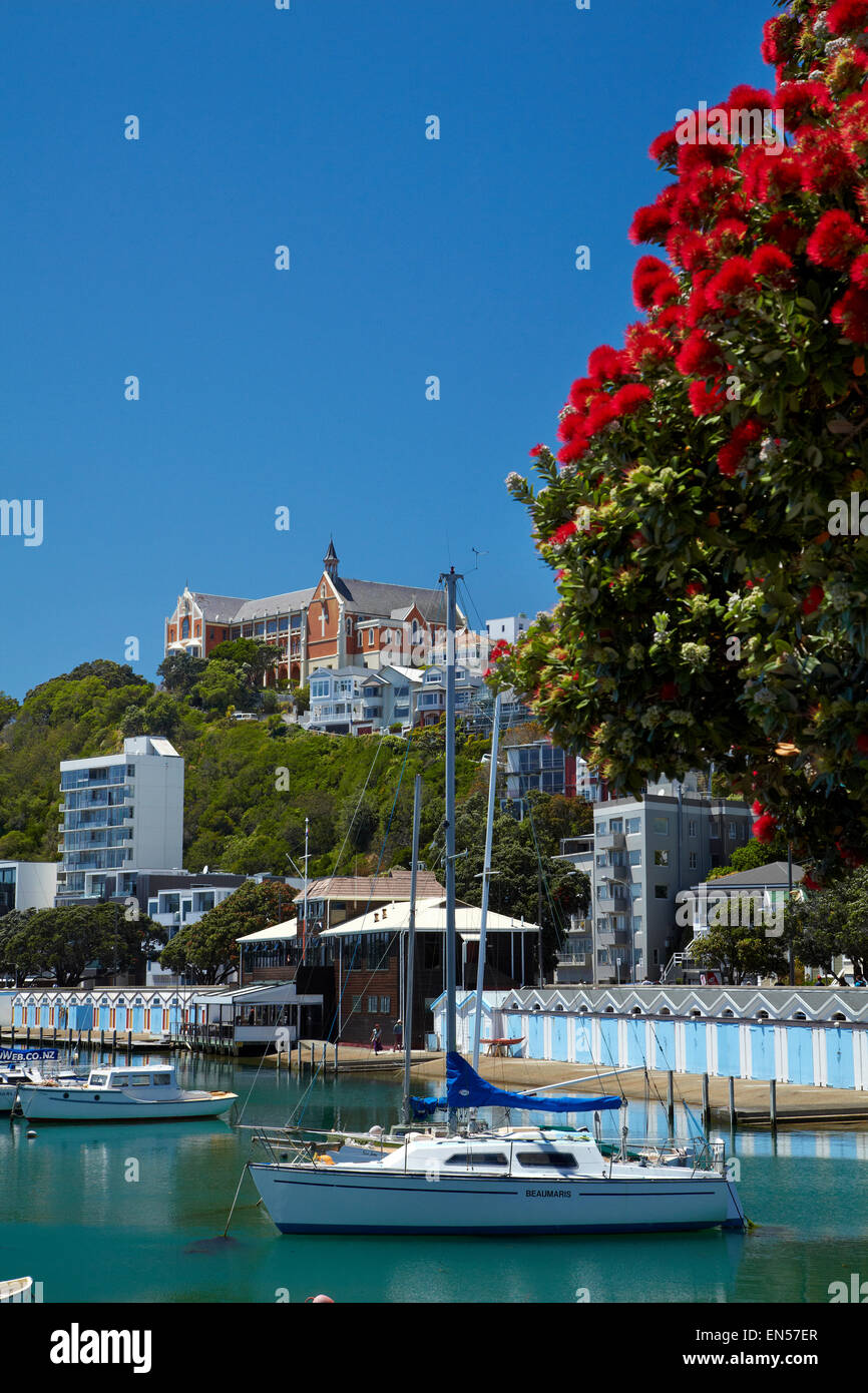 Pohutukawa tree in flower and Boatsheds, Clyde Quay Marina, Wellington