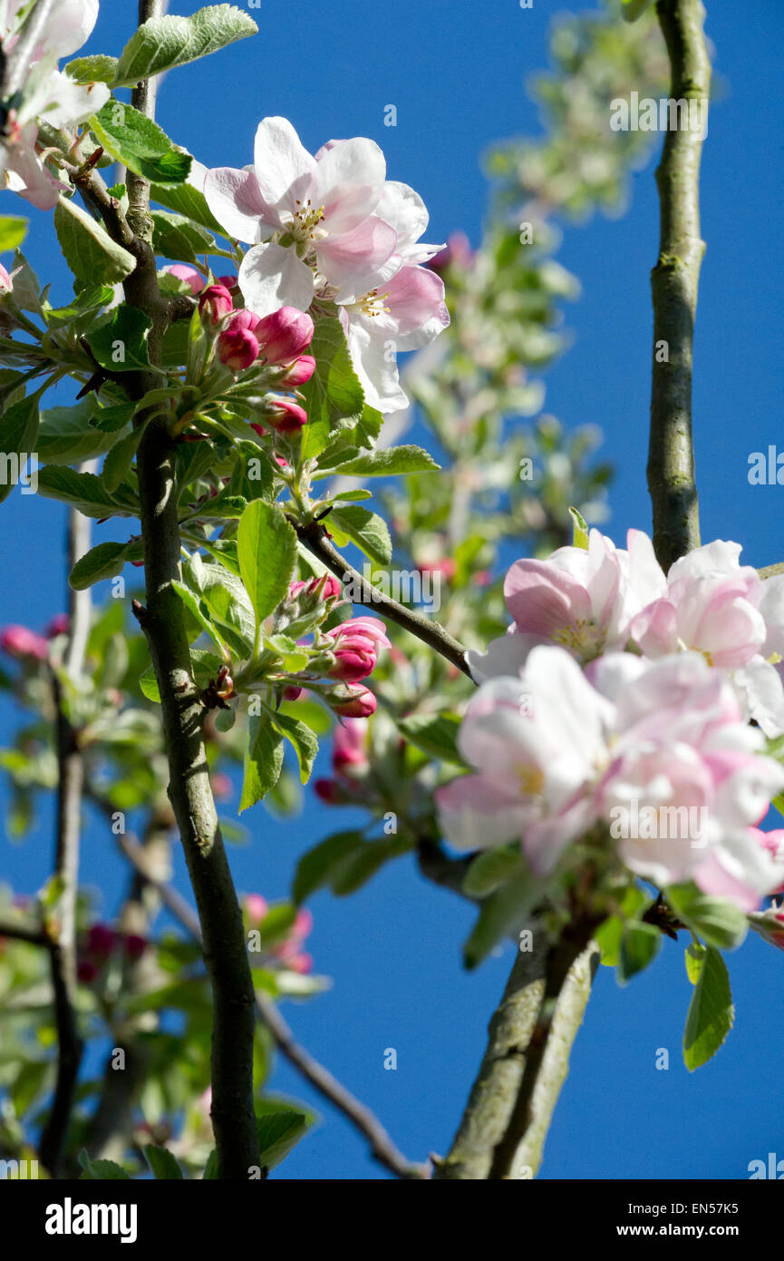 Blossom on an apple tree Stock Photo