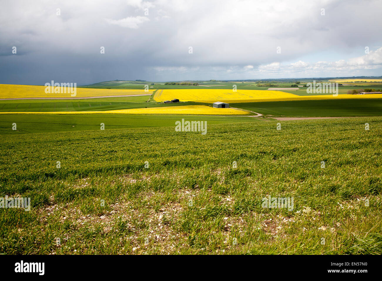 Chalk upland summer farming landscape on the Marlborough Downs, near ...