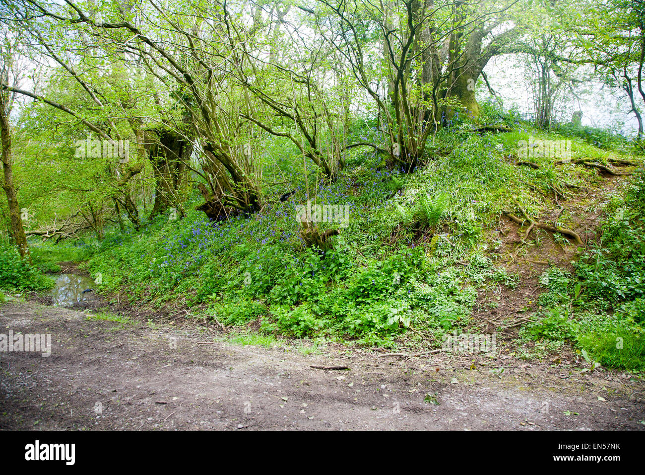 Ditch and embankment of the Wansdyke a Saxon defensive structure on All Cannings chalk downs near Tan Hill, Wiltshire, England Stock Photo