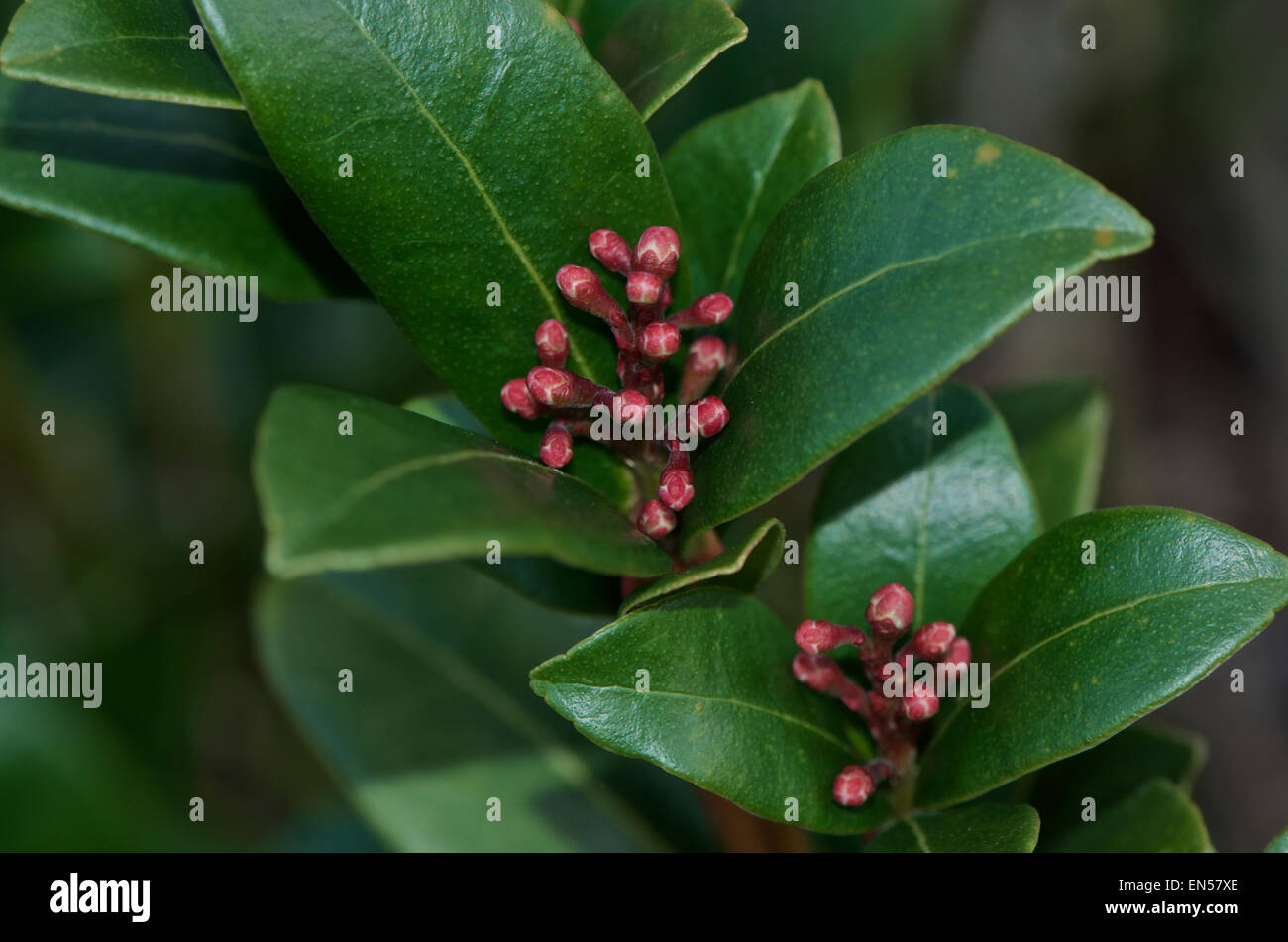 Skimmia Japonica Olympic Flame in bud Stock Photo