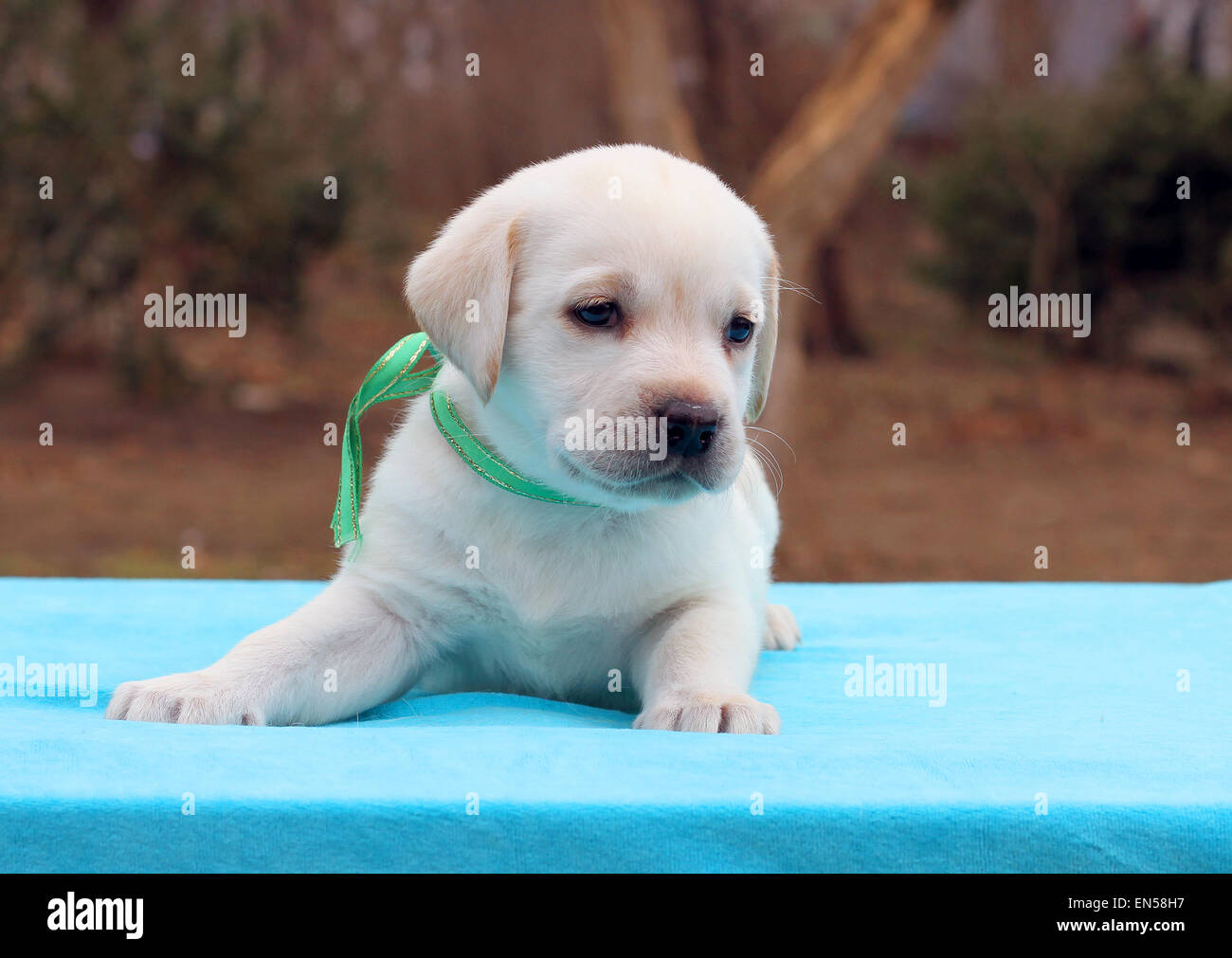 a yellow labrador puppy laying on blue background Stock Photo - Alamy