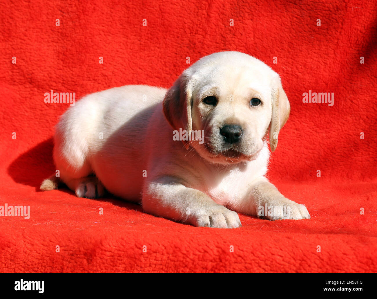 yellow labrador puppy laying on red background Stock Photo - Alamy