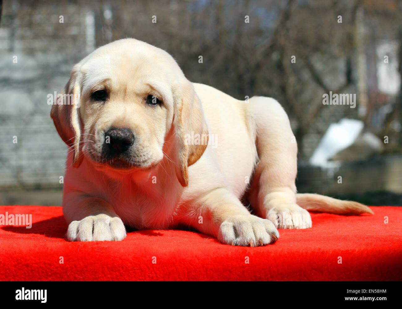 a nice yellow labrador puppy laying on red background Stock Photo - Alamy