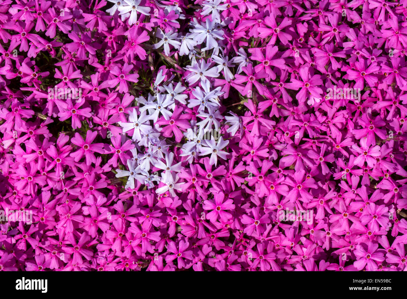 White pink abstract Phlox douglasii Stock Photo