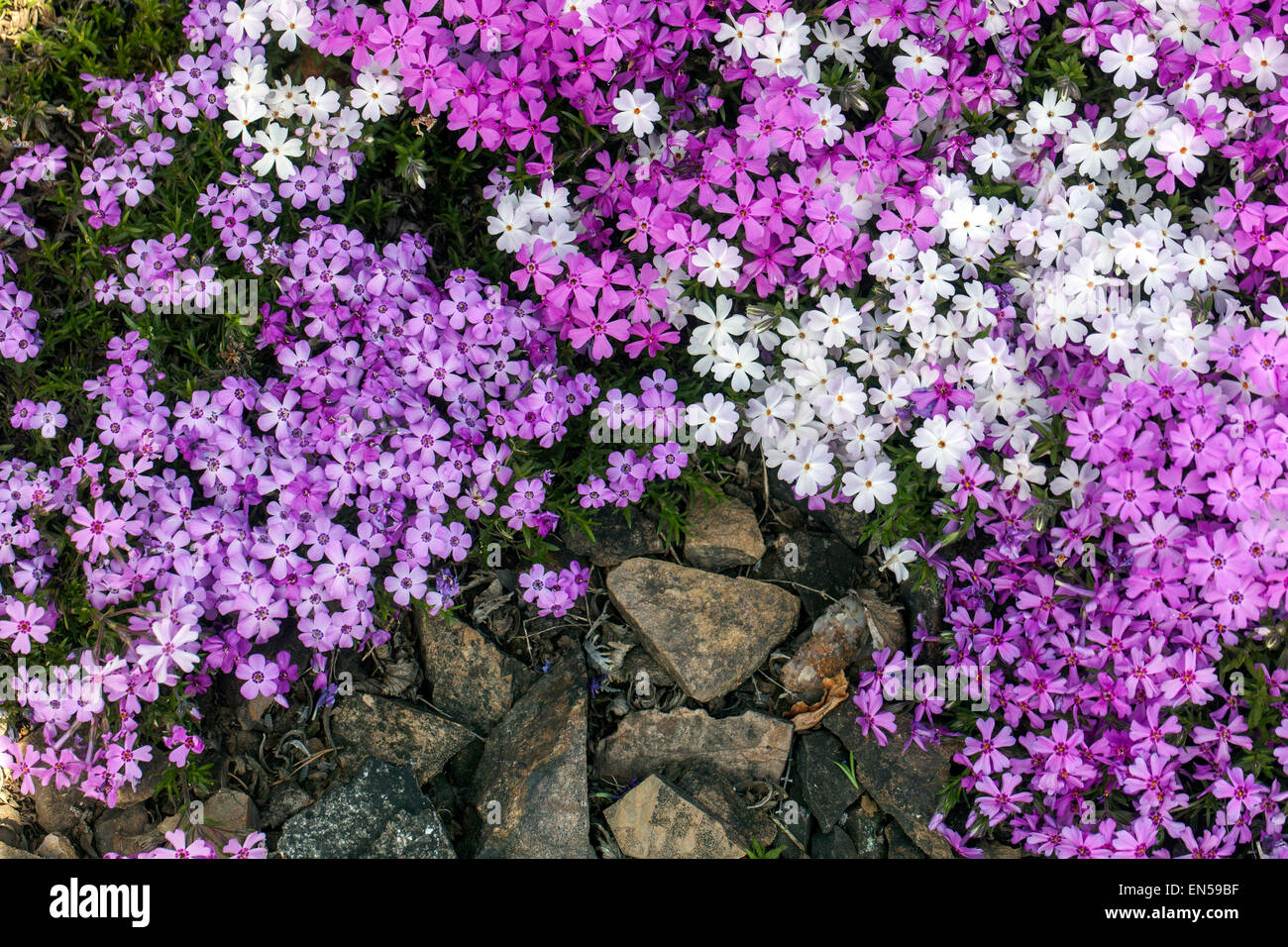 Flowering creeping Phlox douglasii Stock Photo