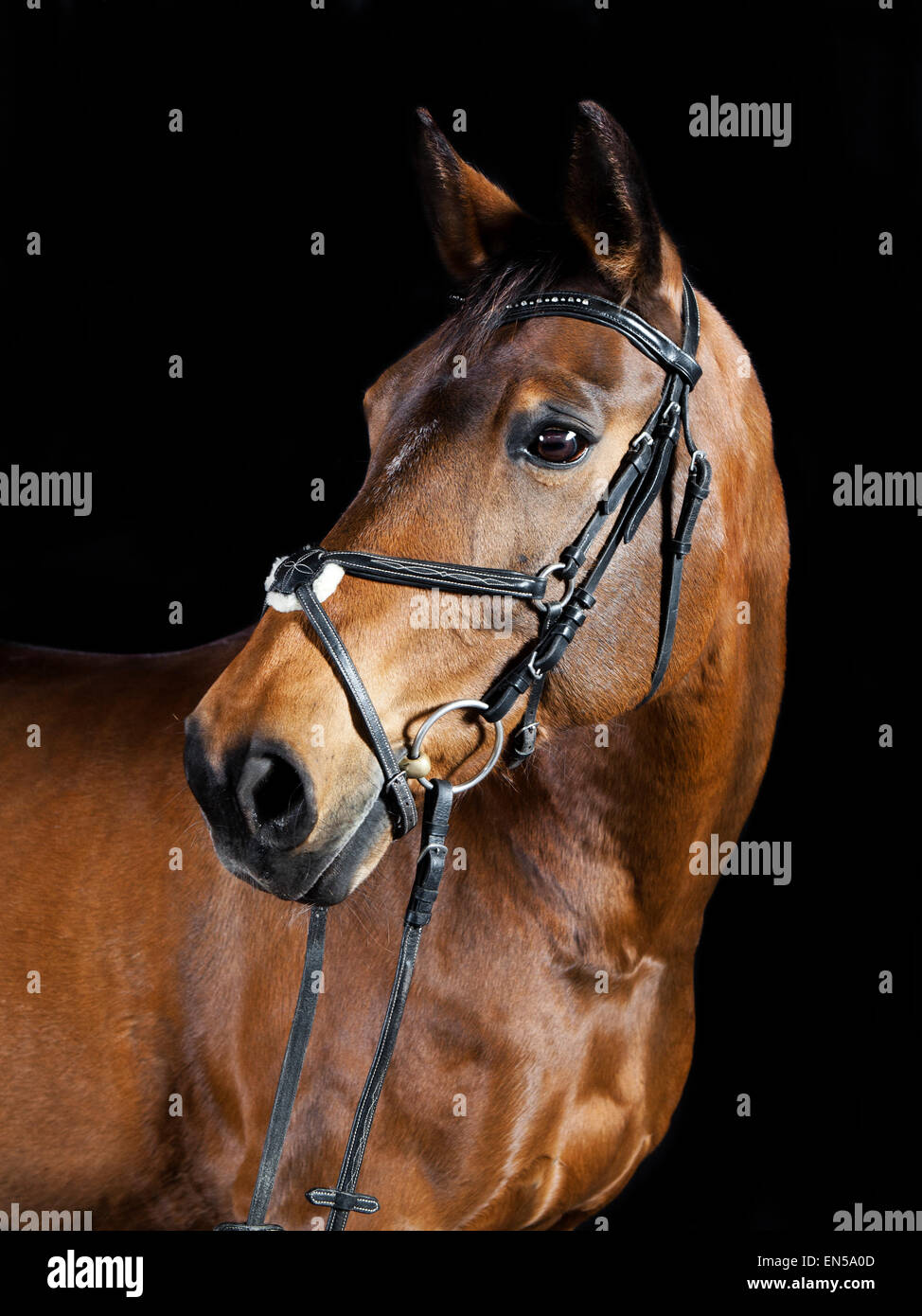 Studio portrait of a brown Oldenburg sport horse with black background Stock Photo