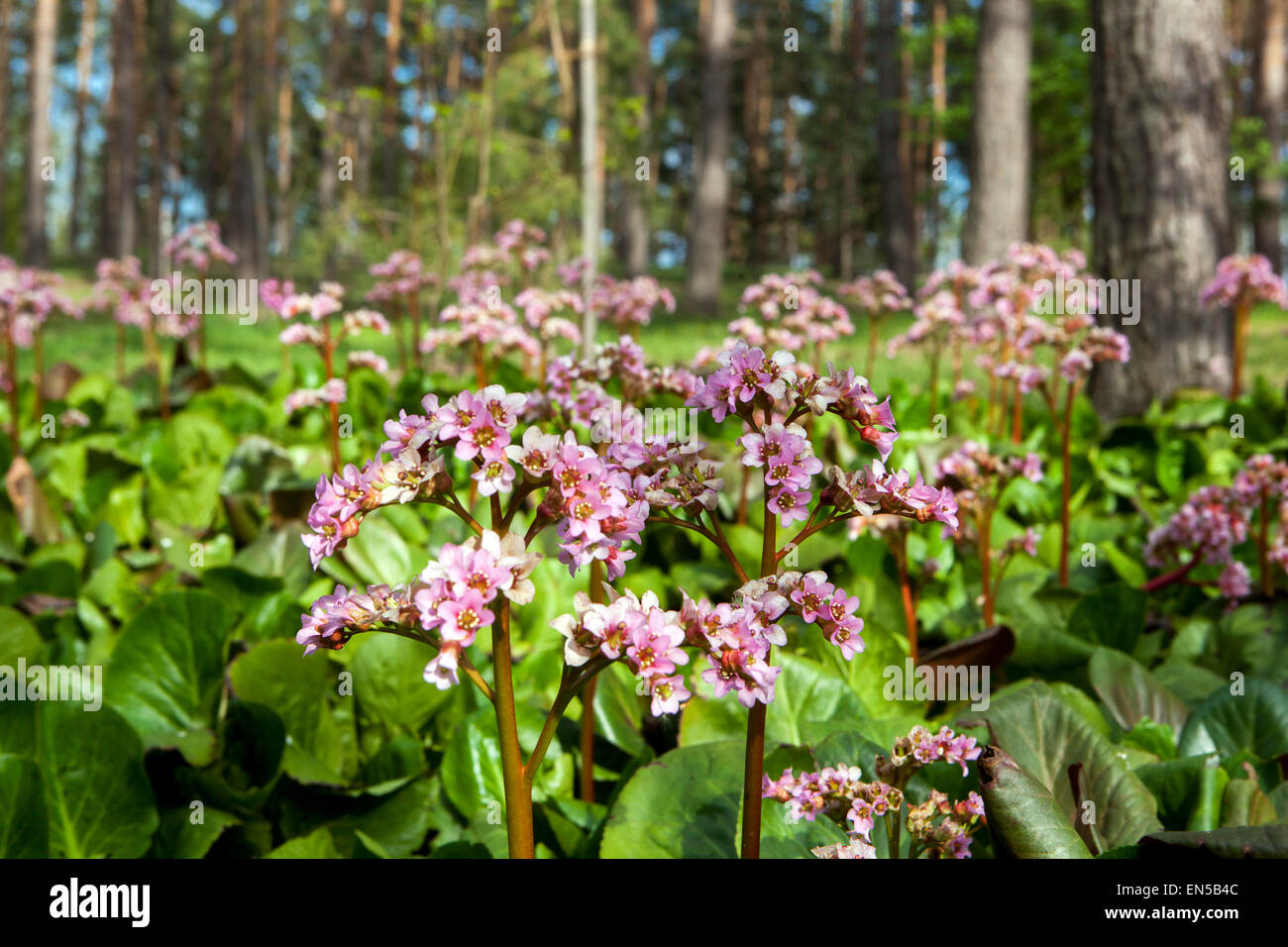 Bergenia cordifolia growing in a garden on the edge of a forest, woodland plants in spring Stock Photo