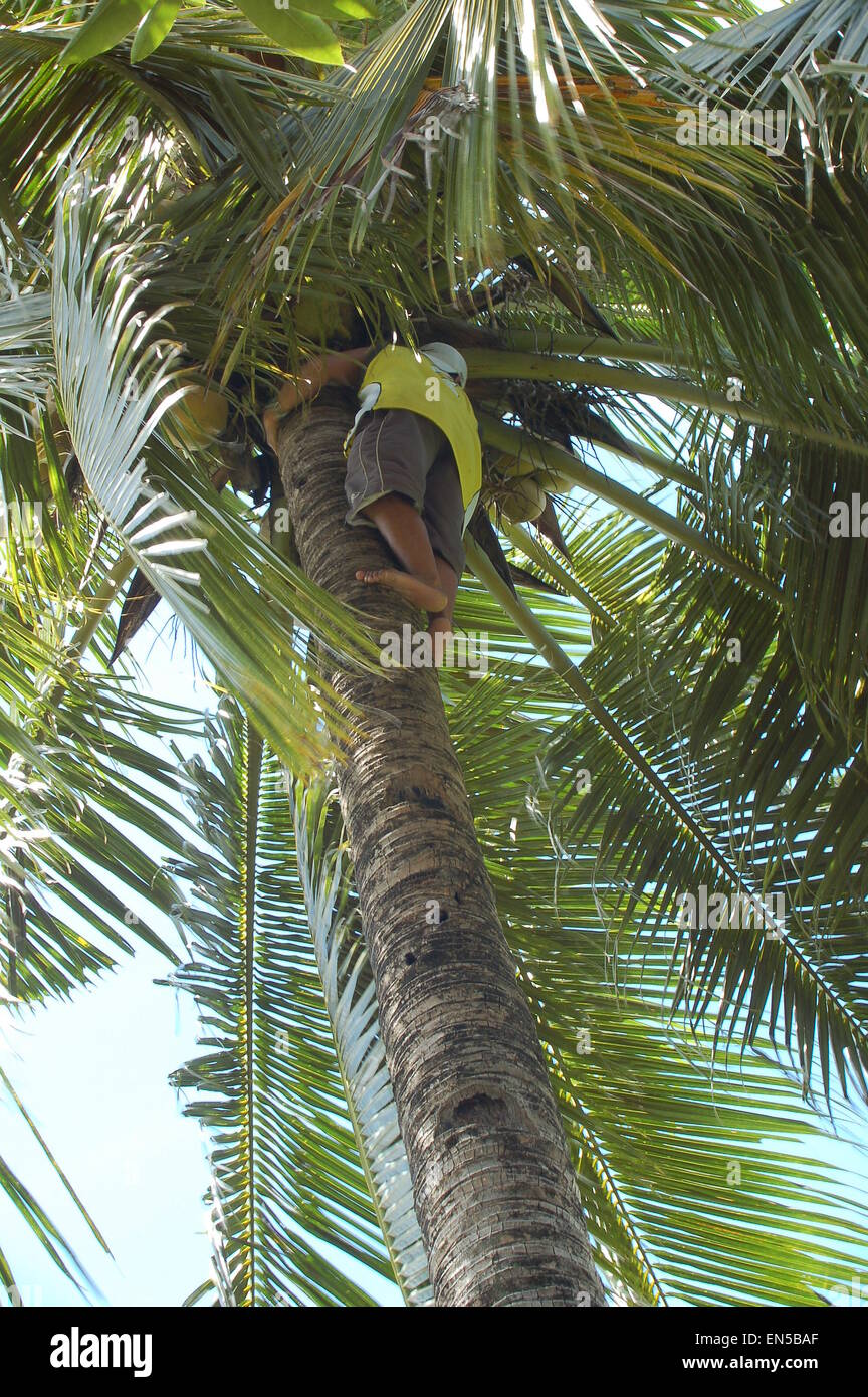 A man climbing a palm tree to harvest coconuts Stock Photo - Alamy