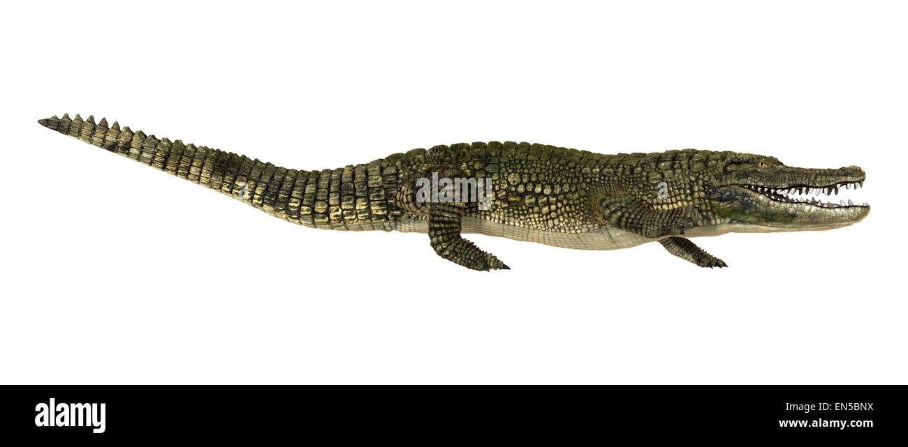 3D digital render of an American alligator or Alligator mississippiensis isolated on white background Stock Photo
