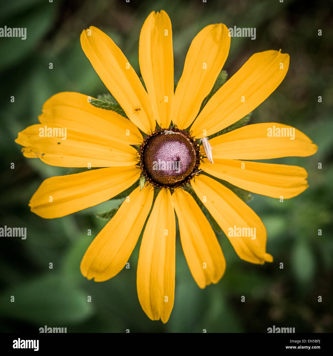 Yellow Daisy Flower Stock Photo - Alamy