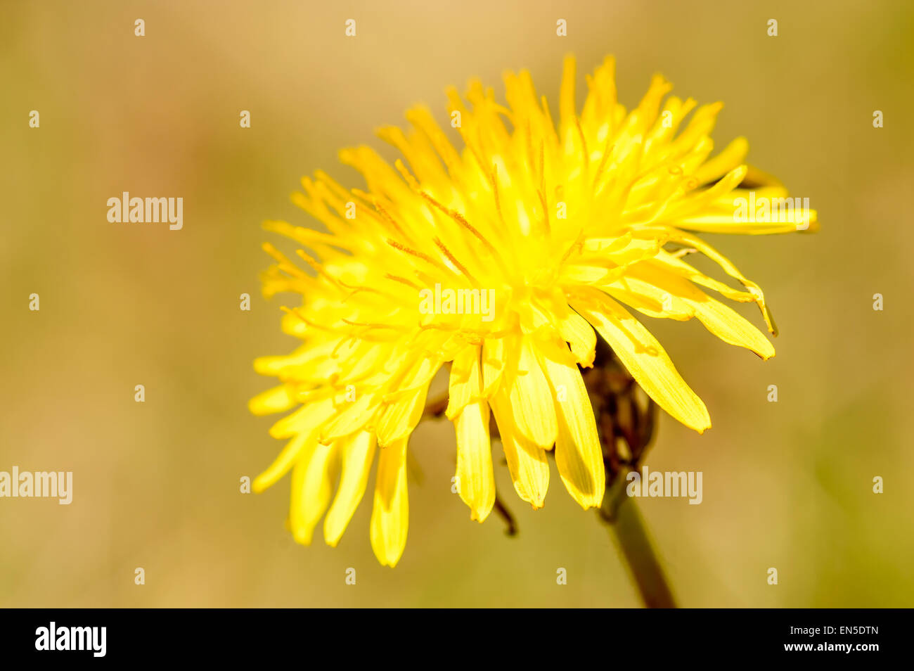 Common dandelion (Taraxacum officinale). Here seen close up with clean yellowish background. Stock Photo