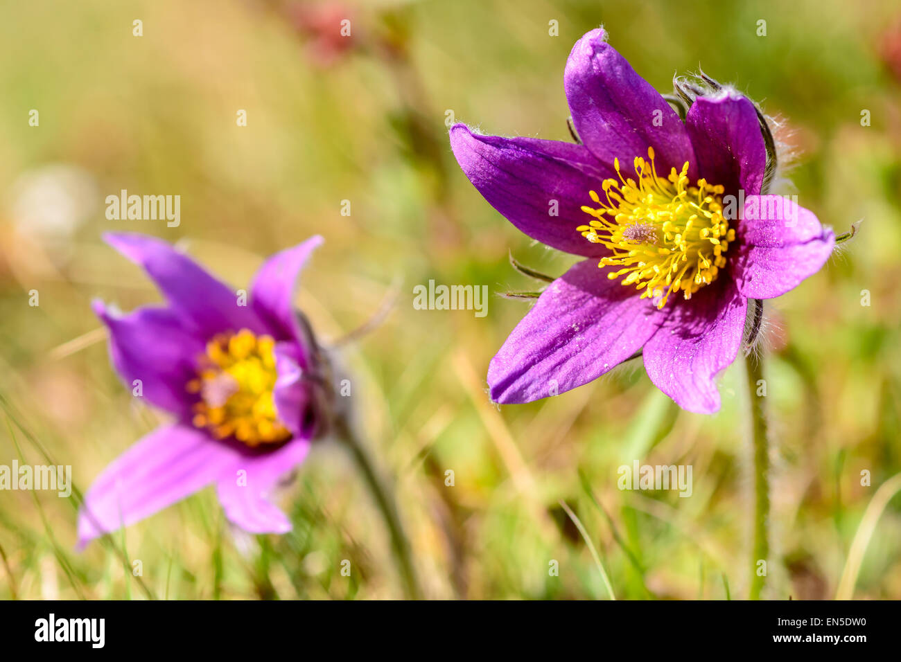 Pasque flower (Pulsatilla vulgaris). Also known as  pasqueflower, common pasque flower or Dane's blood. Here seen close up in su Stock Photo