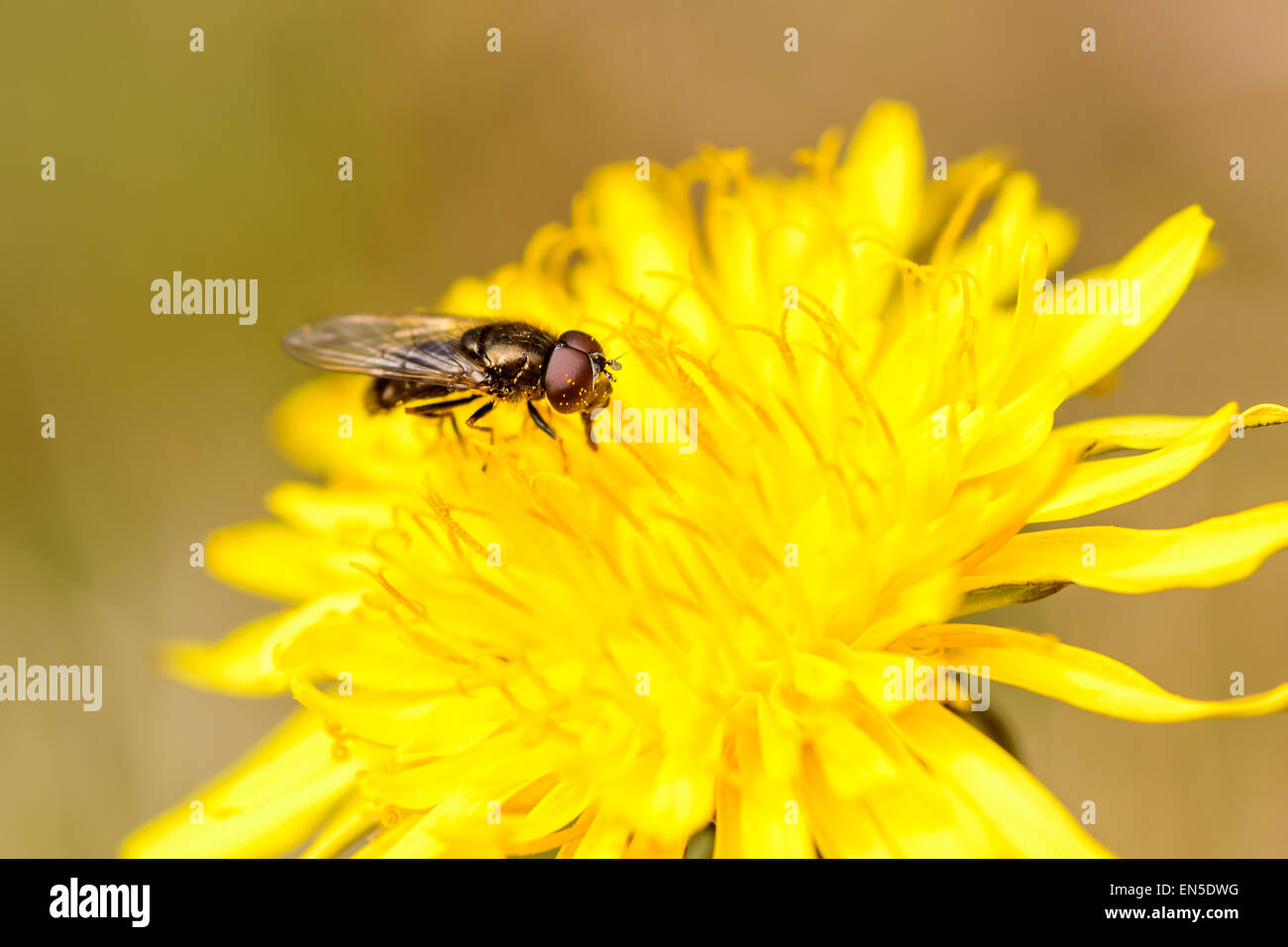 Black fly with brown eyes feeding on nectar from a common dandelion (Taraxacum officinale). Stock Photo