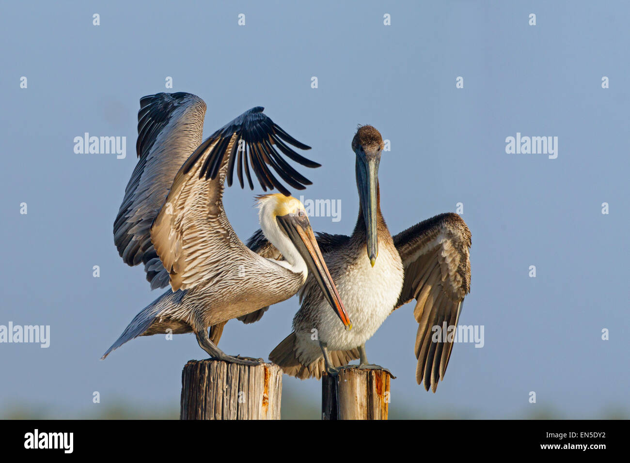 Brown Pelicans Pelecanus occidentalis Florida Gulf coast USA Stock