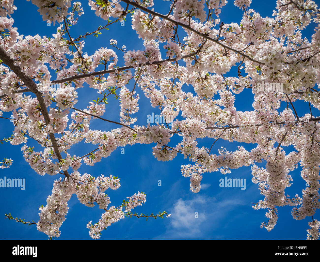 White cherry blossoms Stock Photo Alamy