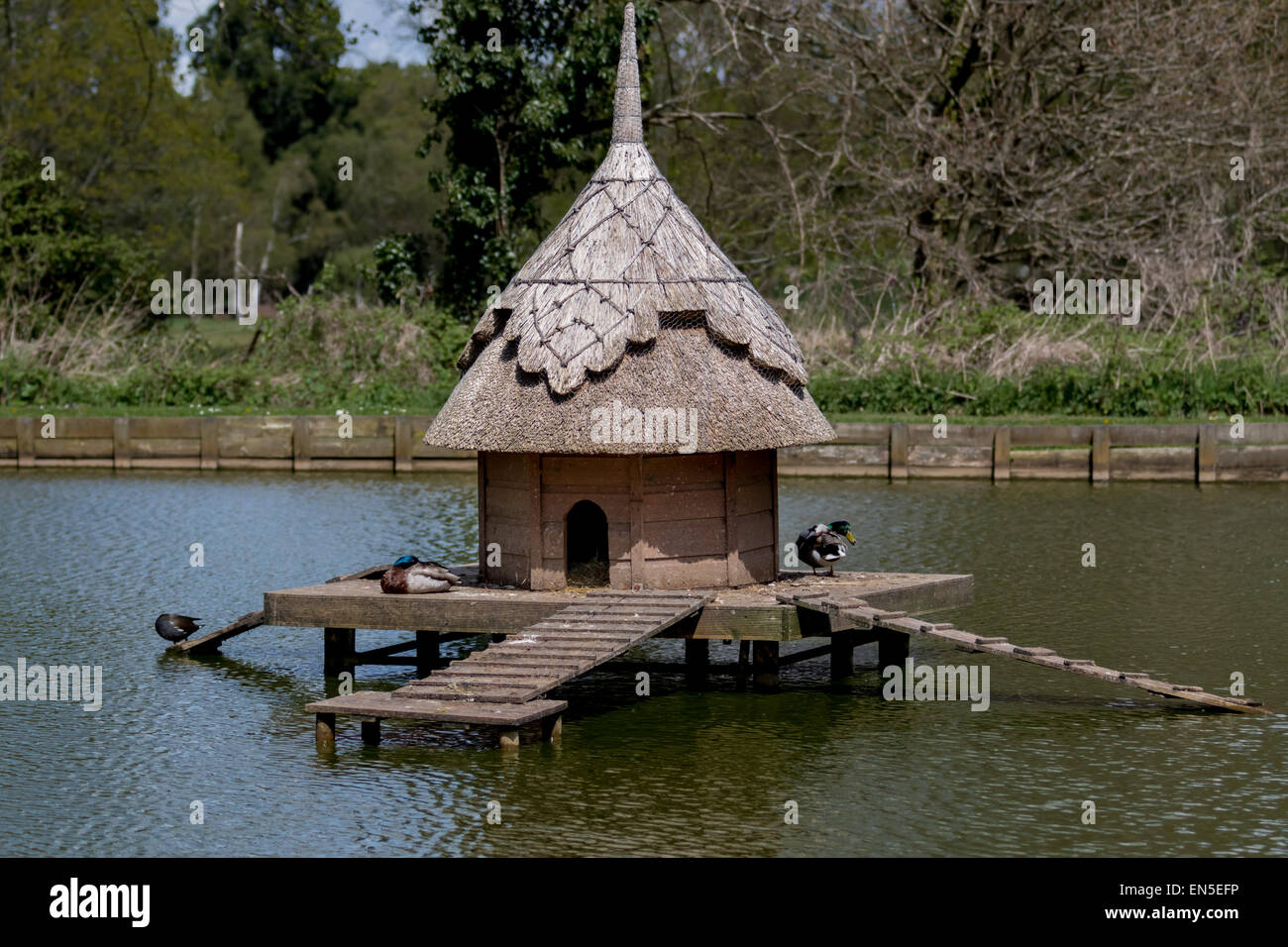 Duck house on English village pond Stock Photo