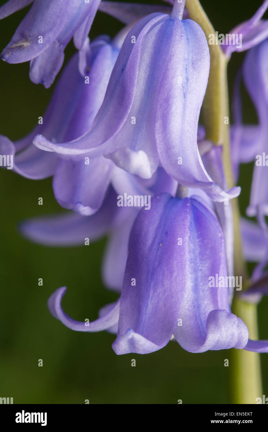 Very close up of Bluebell Hyacinthoides flower in full bloom Stock Photo