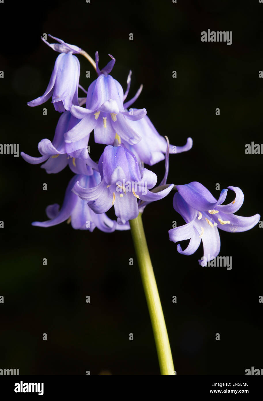 Close up of Bluebell Hyacinthoides flower in full bloom Stock Photo