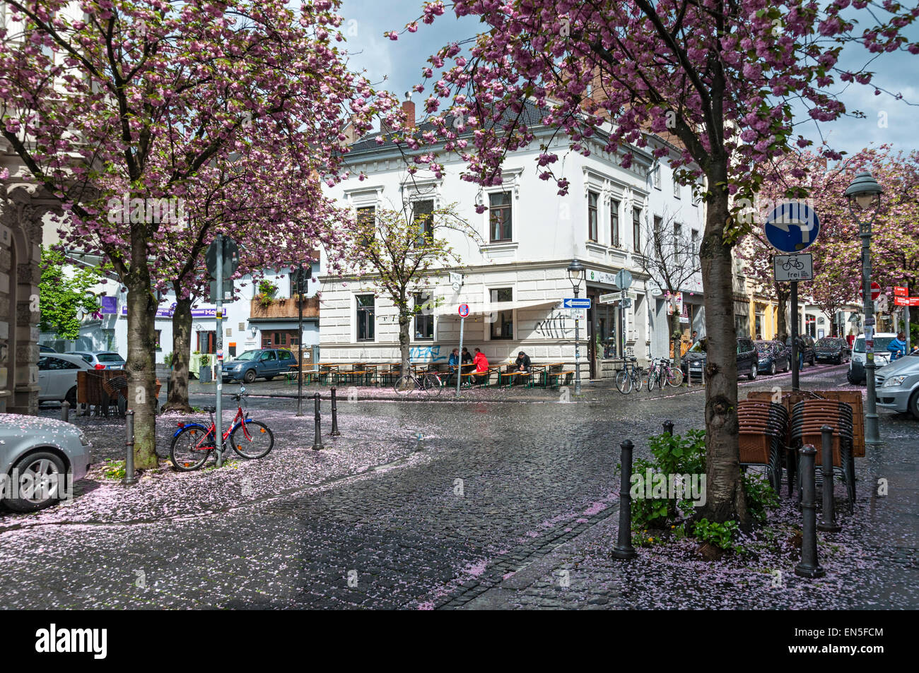 Cherry blossoms on Heerstrasse in the old town, Bonn, Germany. Stock Photo