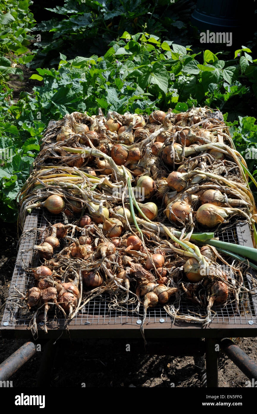 Sturion onions shallots drying in hires stock photography and images