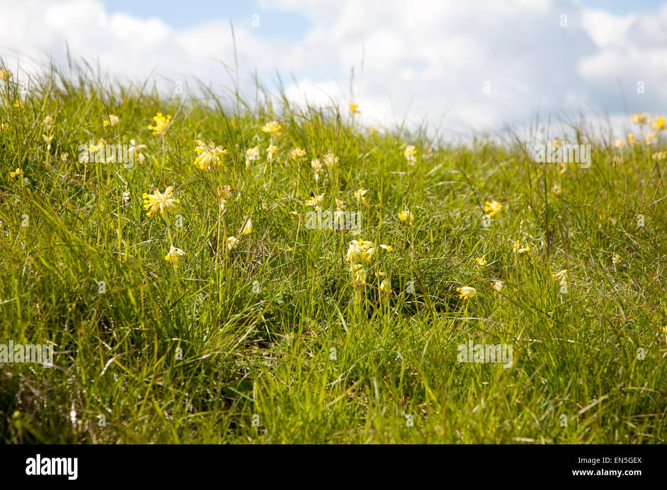 Cowslips, primula veris, Chalk grassland flowers, Roundway Hill, near