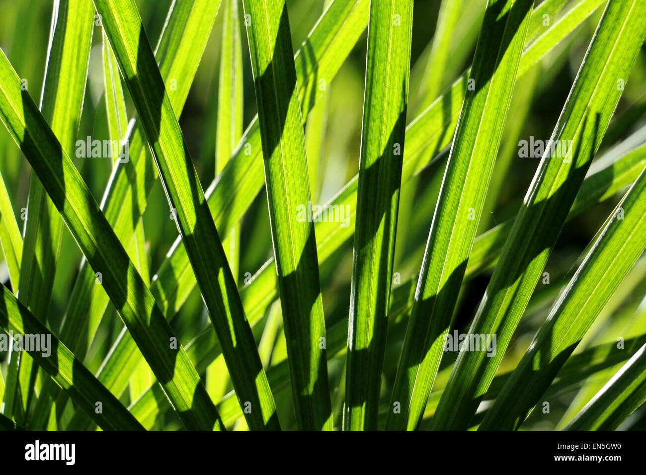 The palm in hi-res stock photography and images - Alamy