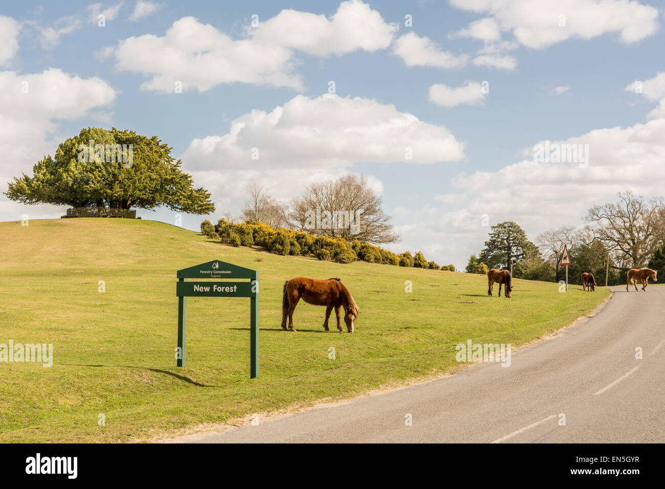 New Forest sign and pony - Lyndhurst, New Forest, Hampshire. Stock Photo