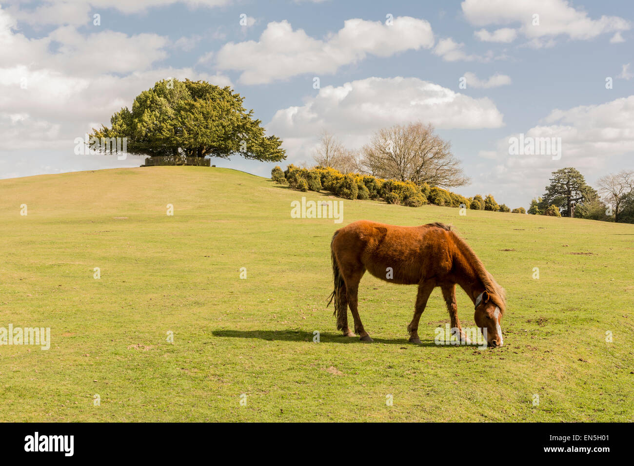 New Forest pony - Lyndhurst, New Forest, Hampshire. Stock Photo