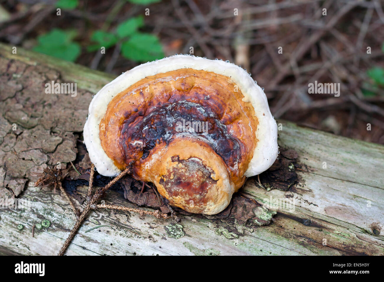 tree fungus - pore fungus - white wood fungus Stock Photo