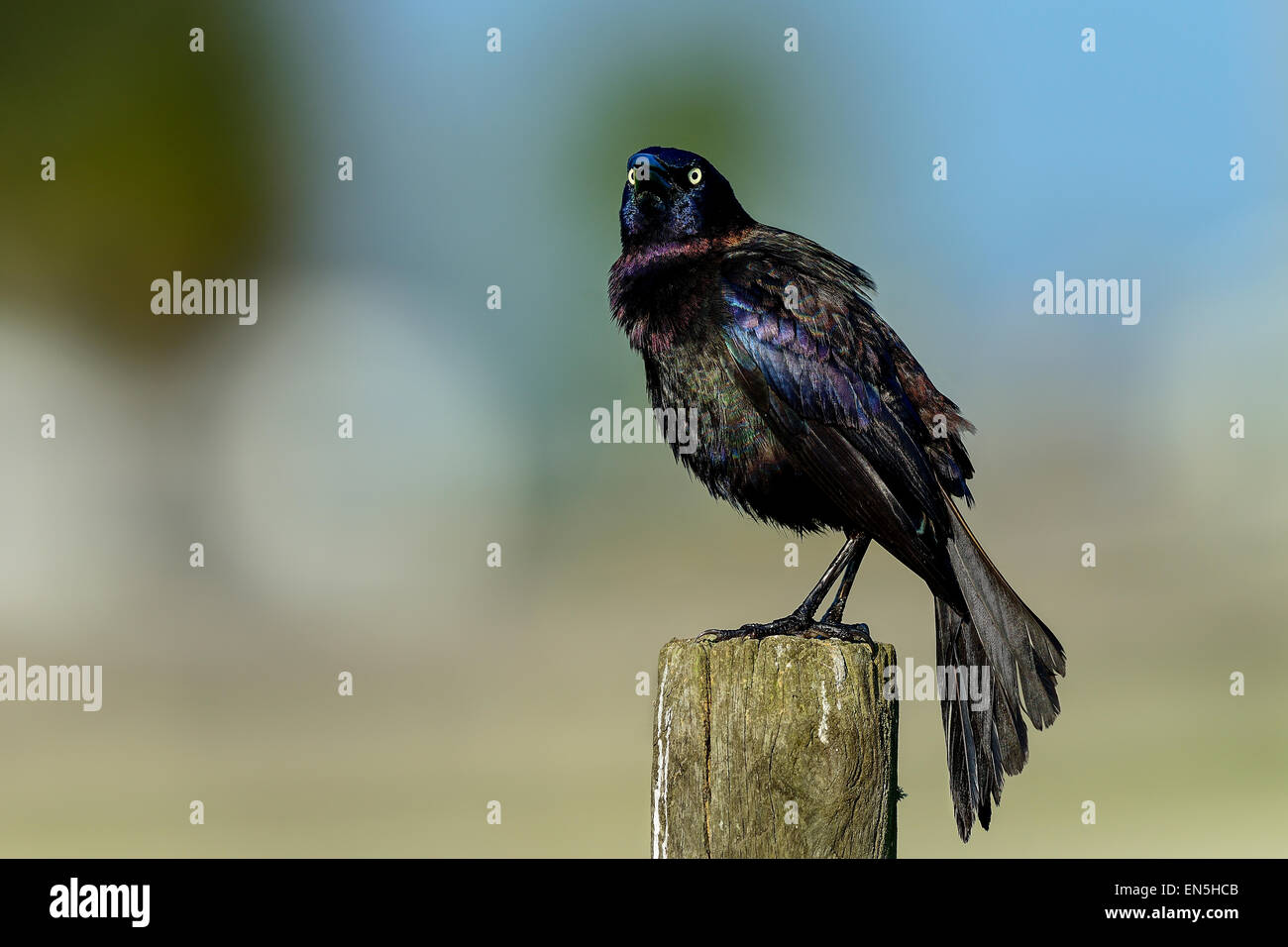 common grackle, viera wetlands Stock Photo
