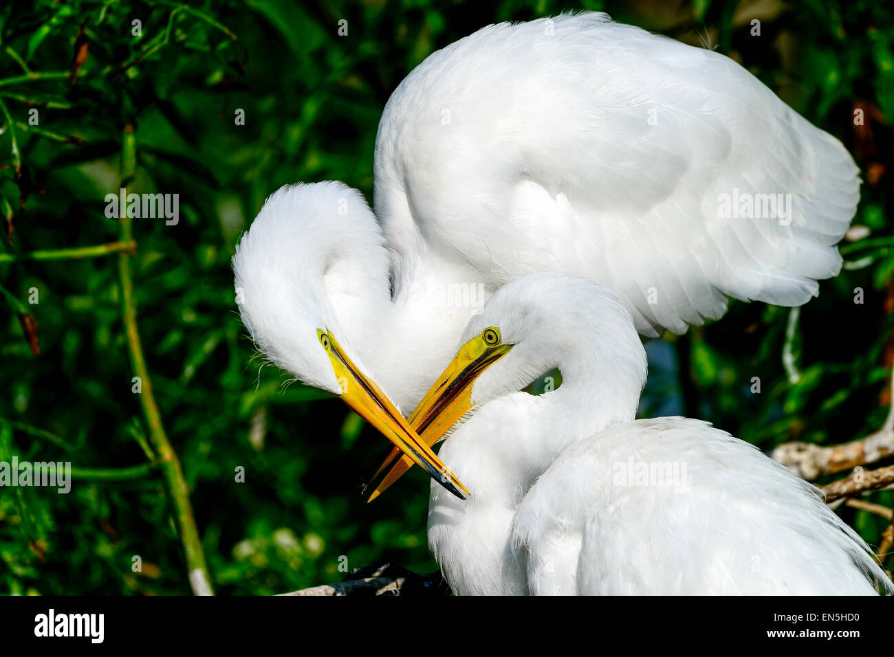 Egret feathers up close hi-res stock photography and images - Alamy