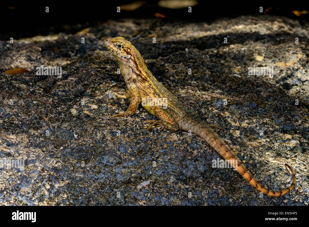 Curlytail lizard hi-res stock photography and images - Alamy