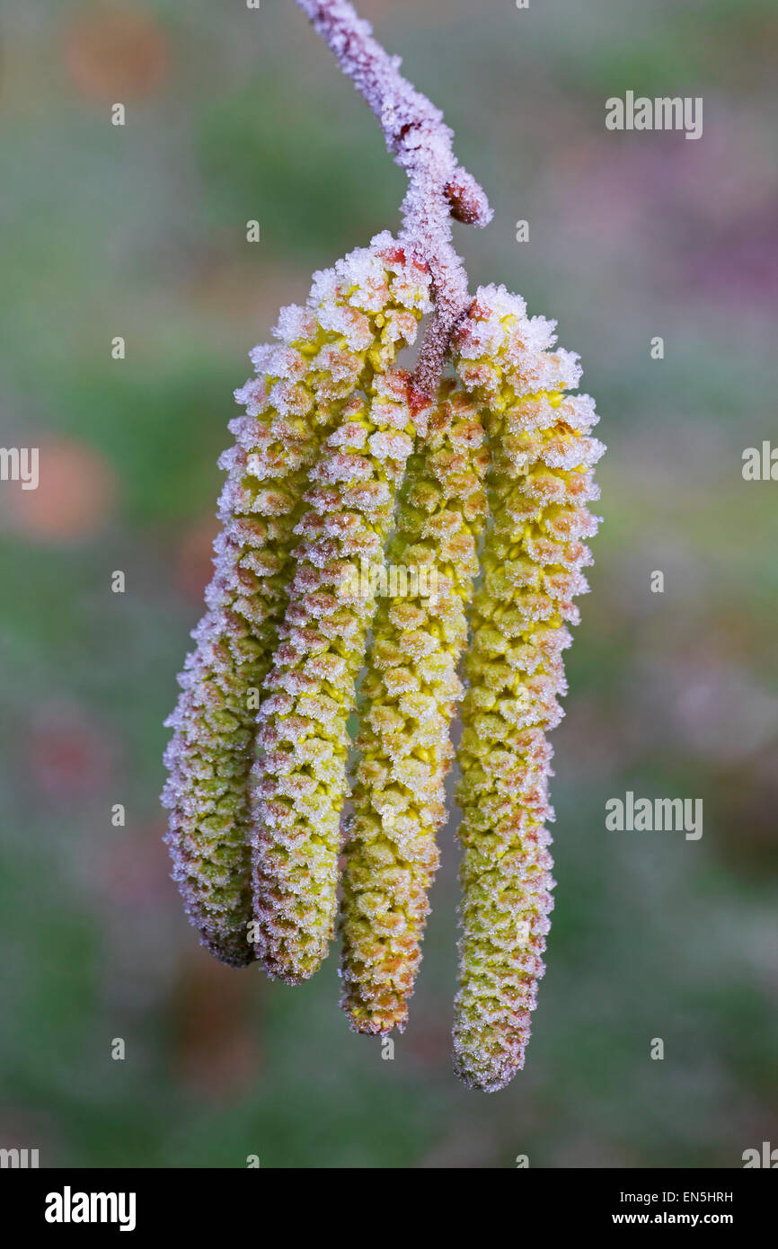 Common hazel (Corylus avellana) close up of male catkins covered in hoarfrost in winter Stock Photo