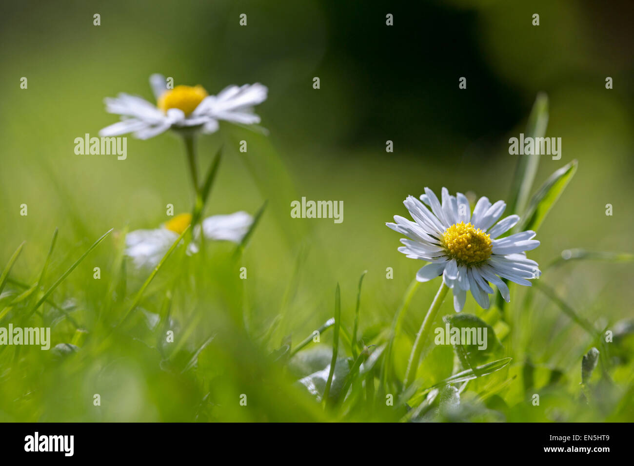 Common daisies / English daisy (Bellis perennis) in flower in meadow Stock Photo