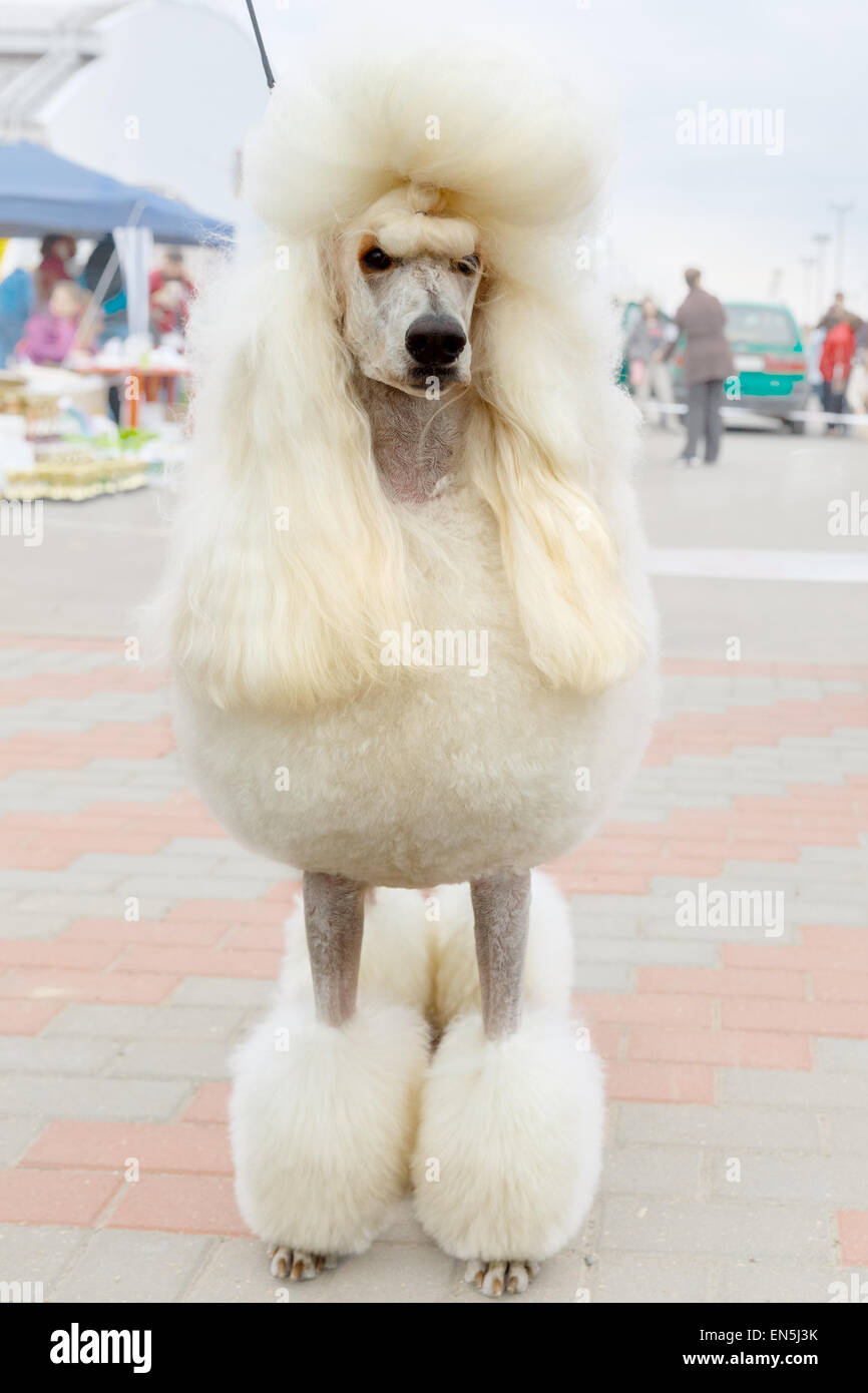 White Standard Poodle in Continental clip Stock Photo