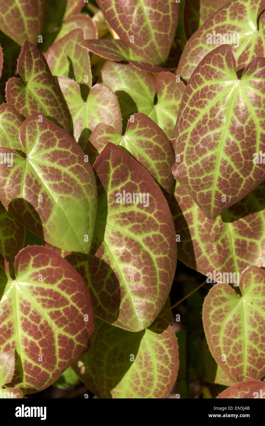 Epimedium versicolor ' Sulphureum ', Barrenwort leaves Stock Photo