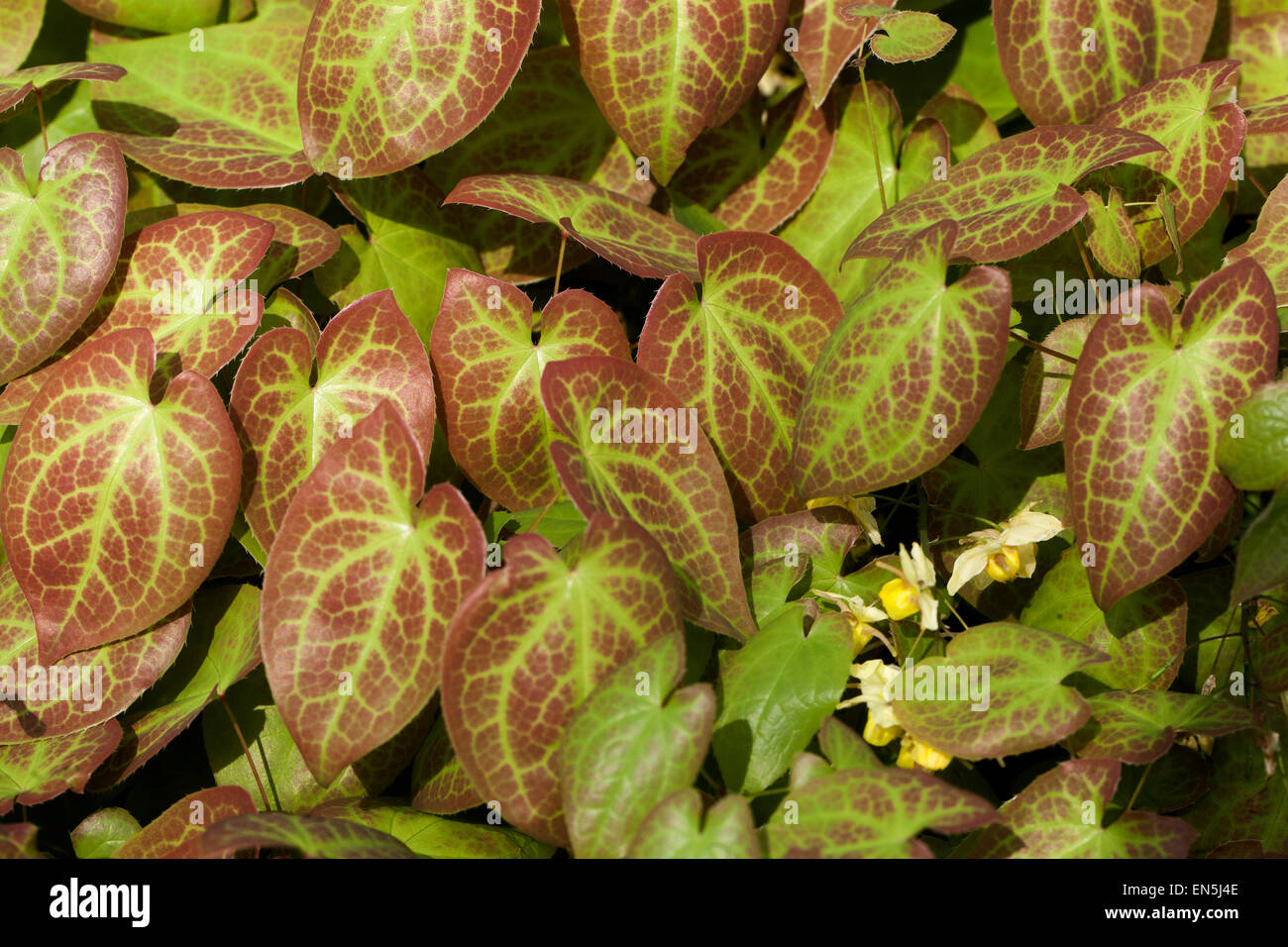 Epimedium versicolor ' Sulphureum ', leaves Barrenwort Stock Photo