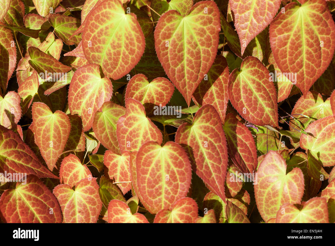 Epimedium versicolor 'Sulphureum' Barrenwort leaves Stock Photo