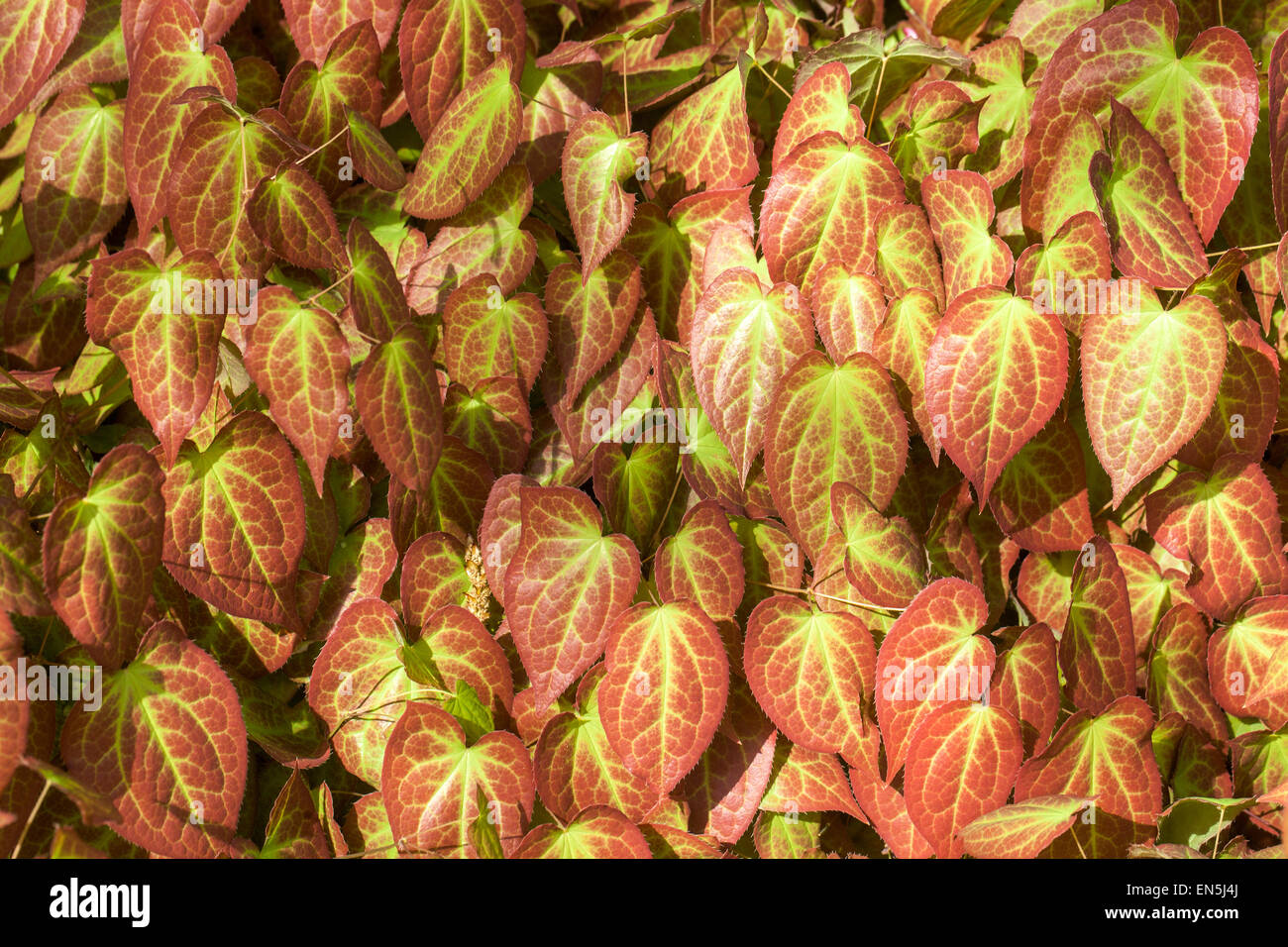 Epimedium versicolor ' Sulphureum ', Barrenwort leaves Stock Photo