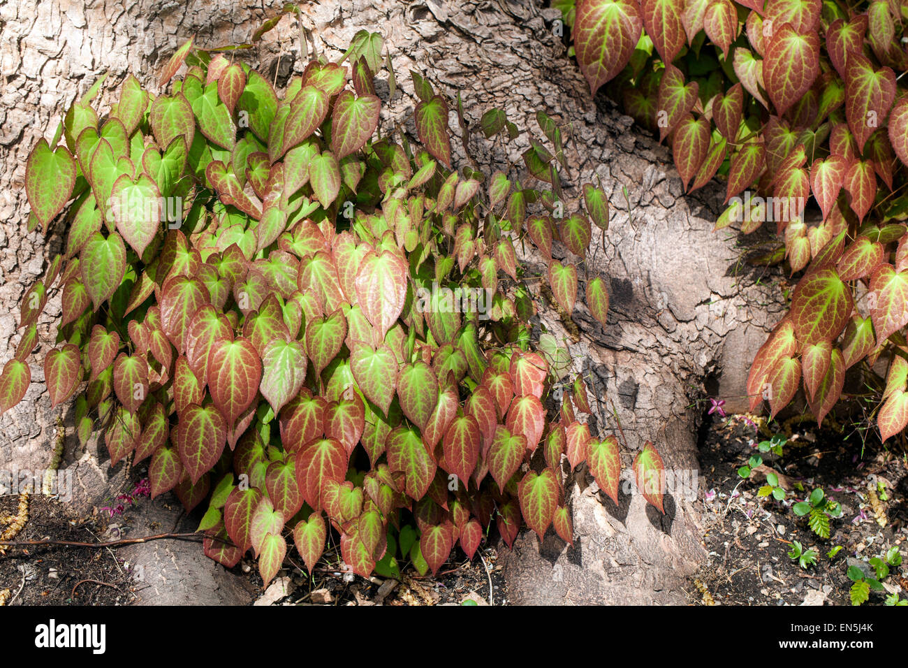 Epimedium leaves in early spring Stock Photo