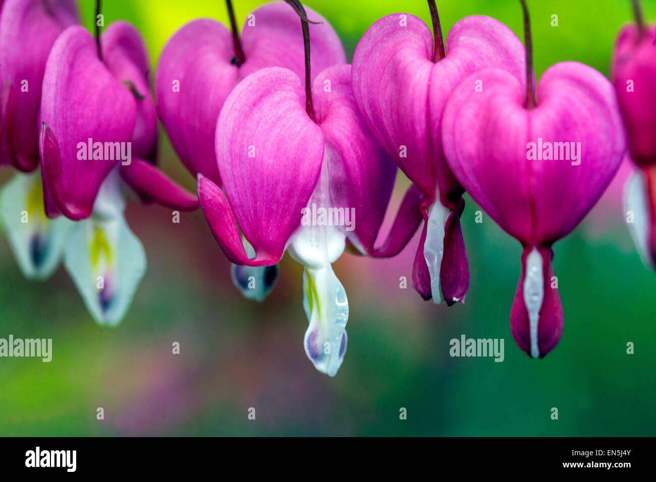 Lamprocapnos spectabilis Dicentra spectabilis Gold heart Close up