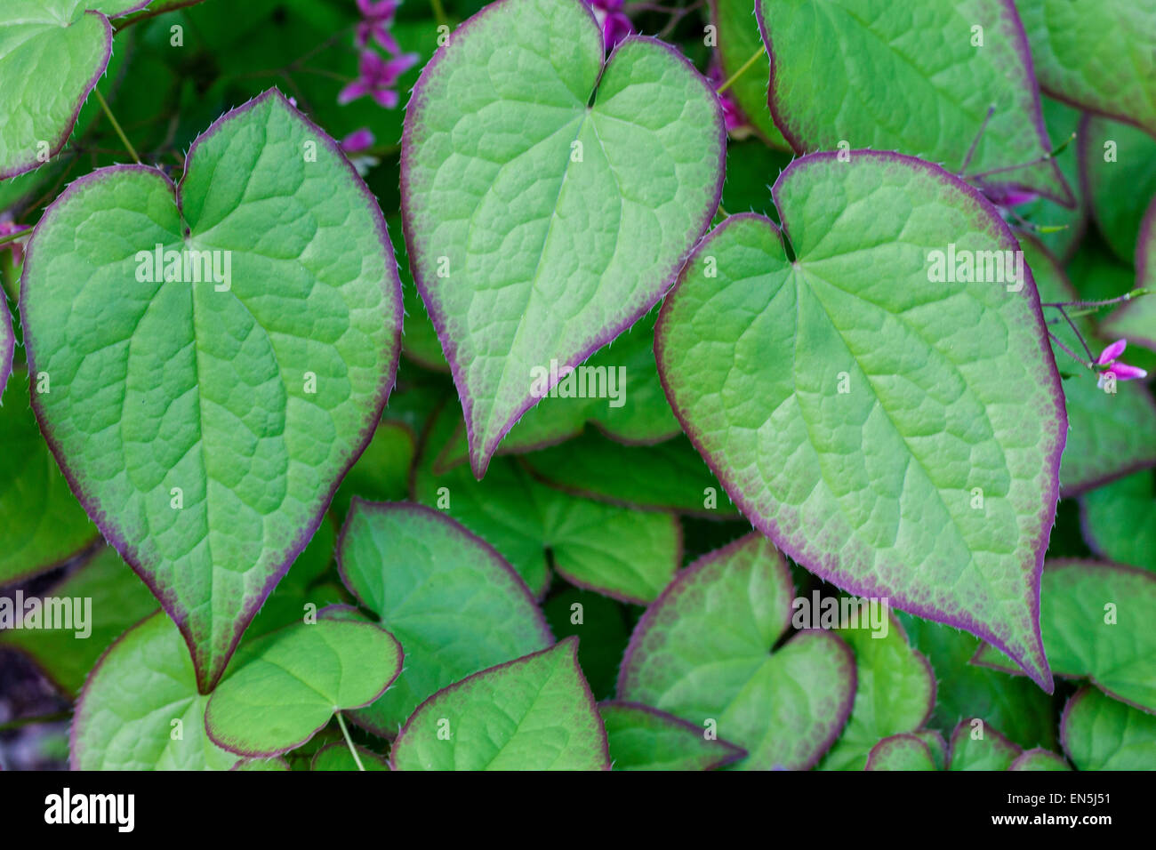 Epimedium leaves, Barrenwort leaves Stock Photo