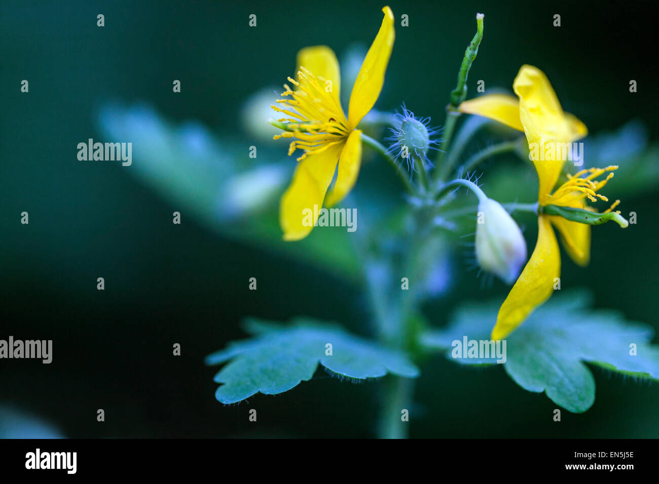 Greater celandine, tetterwort Chelidonium majus in flower Stock Photo