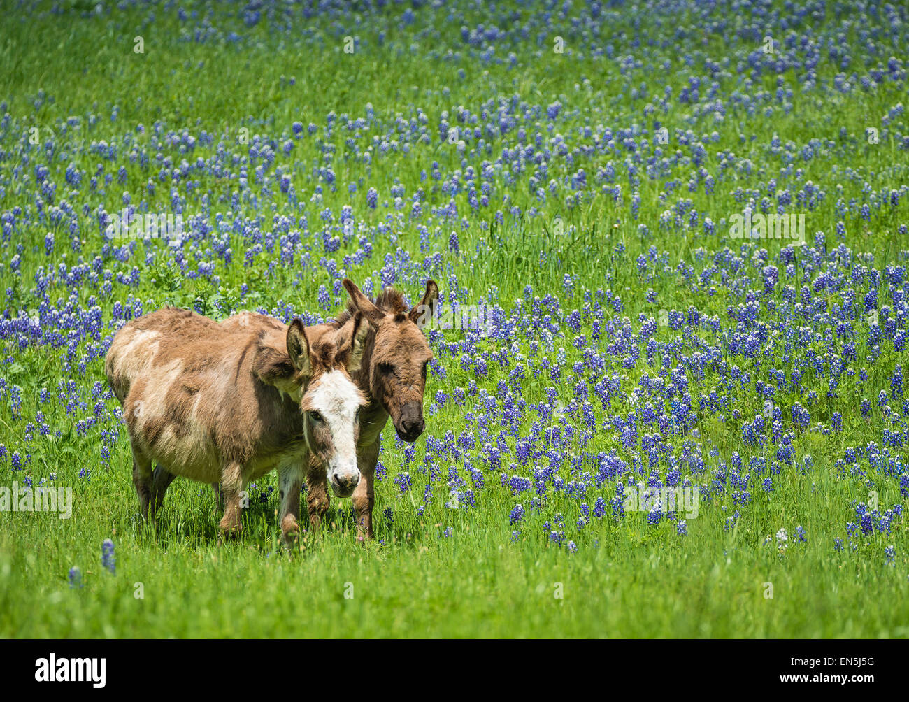 Two donkeys grazing on bluebonnet pasture in Texas spring Stock Photo