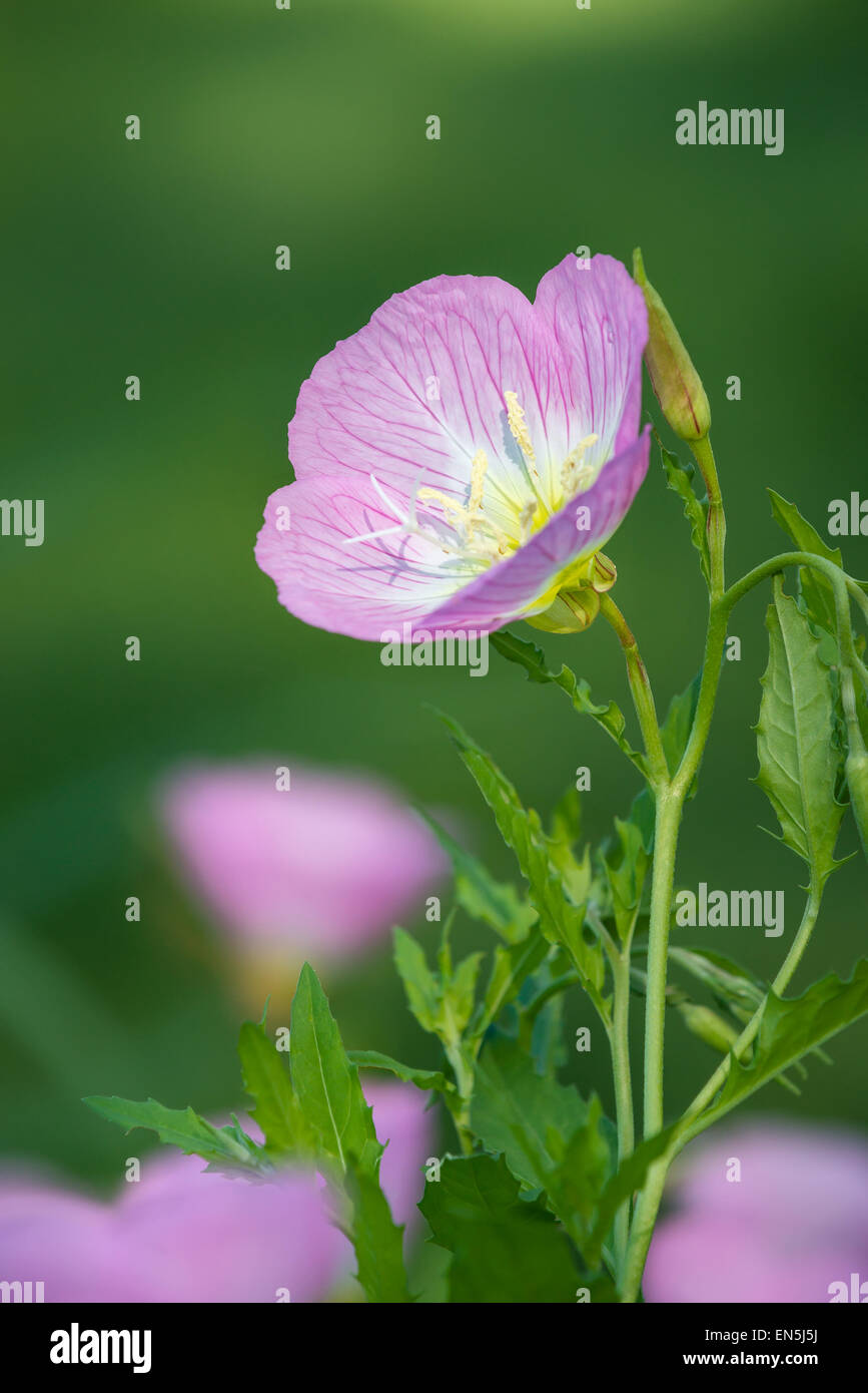 Pink evening primrose hires stock photography and images Alamy