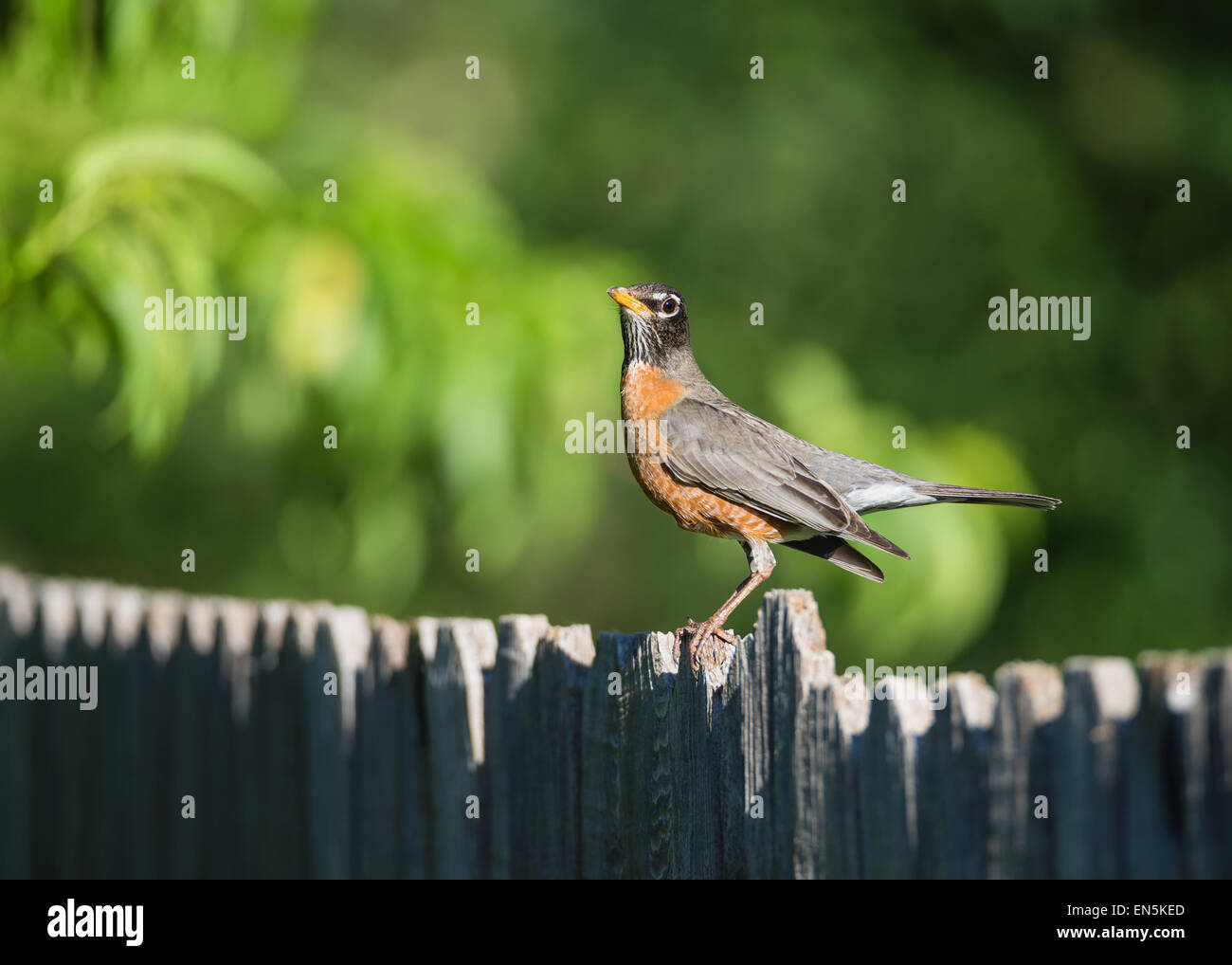 American robin (Turdus migratorius) perched on wood fence Stock Photo